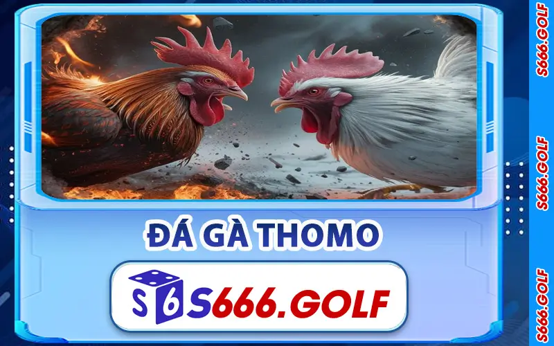 đá gà Thomo
